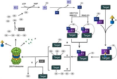 Targeted therapy based on ubiquitin-specific proteases, signalling pathways and E3 ligases in non-small-cell lung cancer